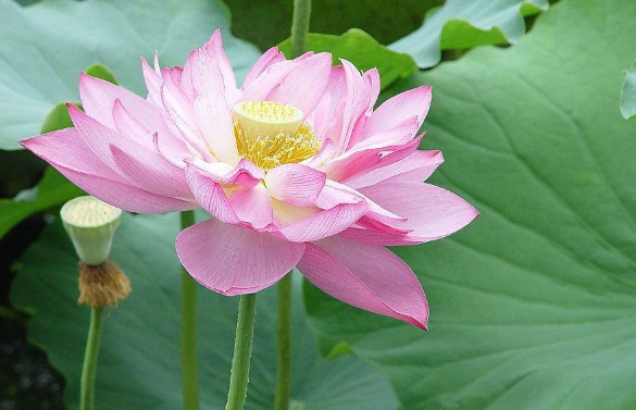 成都幼儿师范专科学校简介老师QQ及电话